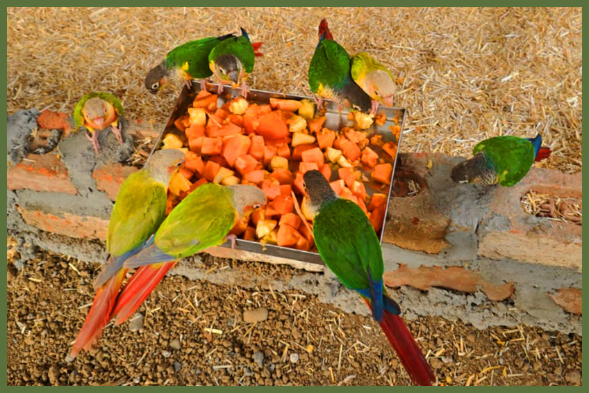 The Vibrant Aviary
