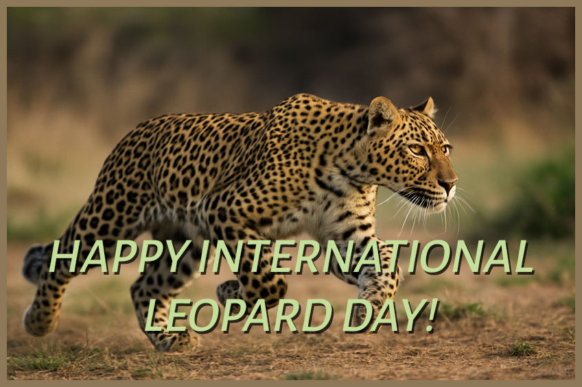 Happy International Leopard Day 2025